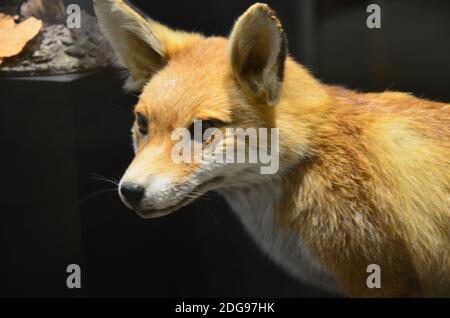 Innenansicht des Senckenberg Museums in Frankfurt Stockfoto