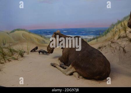 Innenansicht des Senckenberg Museums in Frankfurt Stockfoto