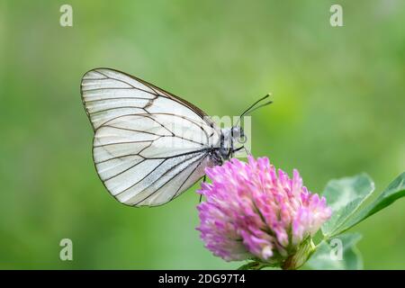 Baum-Weissling, Aporia crataegi, Schwarzaderniger weißer Schmetterling Stockfoto