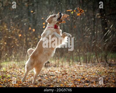 Golden Retriever spielt mit Herbstblättern Stockfoto