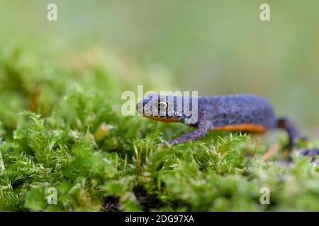 Bergmolch, Ichthyosaura alpestris, Alpenmolch Stockfoto