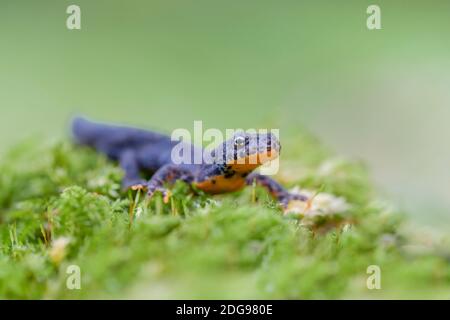Bergmolch, Ichthyosaura alpestris, Alpenmolch Stockfoto
