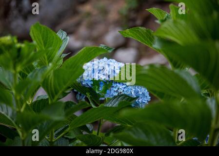 Schöne lila-blaue Hortensien Blüten, aus der Nähe Stockfoto