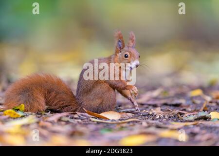 Eurasisches Eichhörnchen, Sciurus vulgaris, Eurasisches Rothörnchen Stockfoto