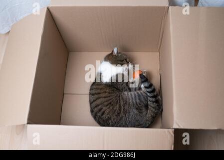Tabby weiße britische Kurzhaarkatze liegt in Karton und spielt Mit orangefarbener Kugel Stockfoto
