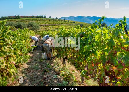 Bauern bei der Ernte, Trauben für die Weinindustrie zu sammeln Stockfoto