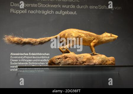 Innenansicht des Senckenberg Museums in Frankfurt Stockfoto