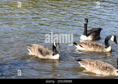 Ein Gaggle von Kanadagänsen am Hemlington Lake in Middlesbrough North Yorkshire Stockfoto