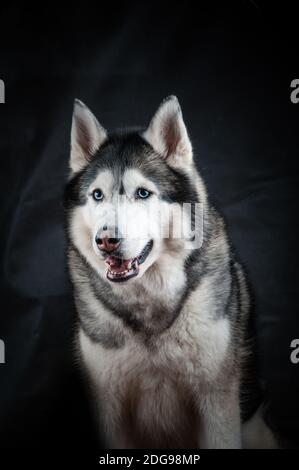 Husky Portrait im Studio Stockfoto