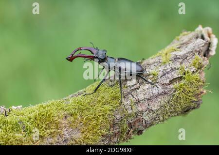 Maennlicher Hirschkaefer, Lucanus cervus, männlicher Hirschkäfer Stockfoto