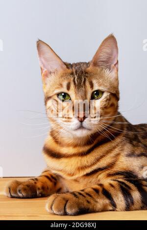 Nahaufnahme der erstaunlichen bengalkatze, die auf dem Tisch ruht. Einzigartige gefleckte Hauskatze. Katze schaut direkt auf die Kamera. Vertcal-Format. Stockfoto