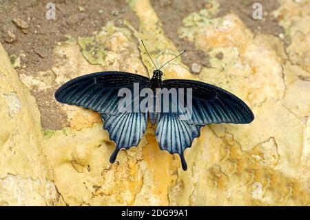 Krähen-Schwalbenschwanz, (Papilio bianor) Scharlachroter Schwalbenschwanz, Stockfoto