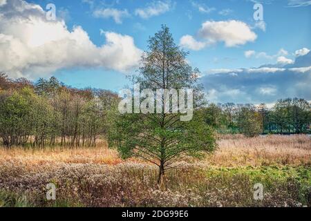 Einsamer Baum auf einer Wiese an einem düsteren Tag vermittelt Abgeschiedenheit, herbstliche Düsternis, Einsamkeit und Verwüstungskonzept. Illustration für Einsamkeit und Abgeschiedenheit Stockfoto