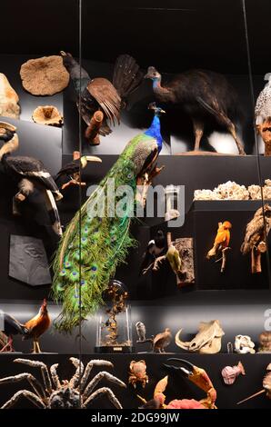 Innenansicht des Senckenberg Museums in Frankfurt Stockfoto