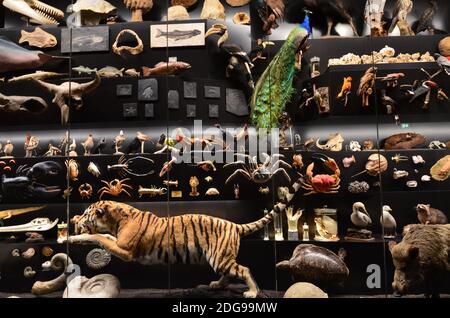 Innenansicht des Senckenberg Museums in Frankfurt Stockfoto