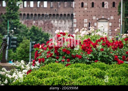 Blumen unter dem Giuseppe Garibaldi Denkmal am Largo Cairoli Platz vor dem Castello Sforza, Castello Sforzesco Stockfoto