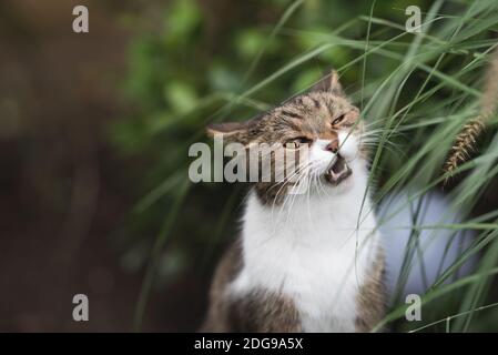 Tabby Britisch Kurzhaar Katze Kauen auf Pampas Gras in den Hinterhof mit geöffnetem Mund Stockfoto