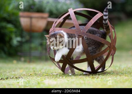 Neugierige Kurzhaarkatze steht in rostigen Metall Garten Kugel Skulptur Im Freien im Hinterhof Stockfoto