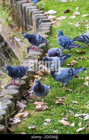 Eine Herde von Feral Tauben Coulmba livia domestica Fütterung in einem Park. Stockfoto