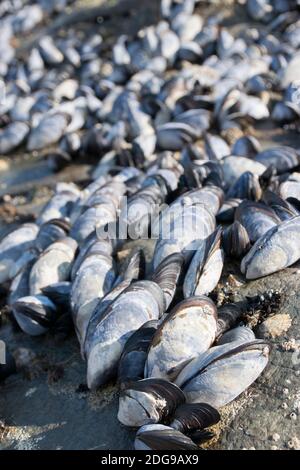 Gemeine Muscheln wachsen auf Felsen bei Trebarwith Strand, Cornwall, UK Stockfoto