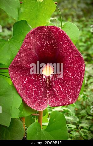 Aristolochia littoralis Pflanze oder elegante Holländerpfeife. Aristolochiaceae Familie Stockfoto