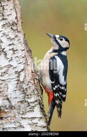 Weibchen Buntspecht, Dendrocopos major, weibliche Buntspecht Stockfoto