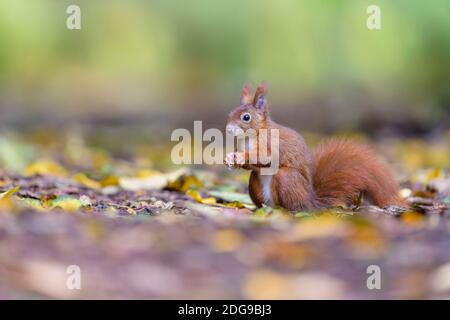 Eurasisches Eichhörnchen, Sciurus vulgaris, Eurasisches Rothörnchen Stockfoto