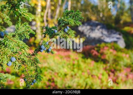 Grüner Wacholderbusch mit Beeren im nordfinnland Wald Stockfoto