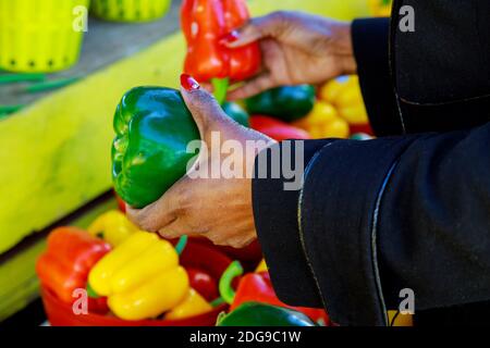 Die weibliche Hand nimmt frisches Gemüse in einem Supermarkt Nahaufnahme. Frau Wahl gelben und roten Paprika im Laden. Stockfoto