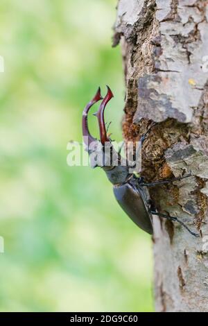 Maennlicher Hirschkaefer, Lucanus cervus, männlicher Hirschkäfer Stockfoto