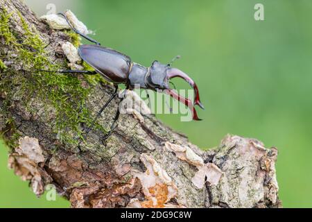 Maennlicher Hirschkaefer, Lucanus cervus, männlicher Hirschkäfer Stockfoto