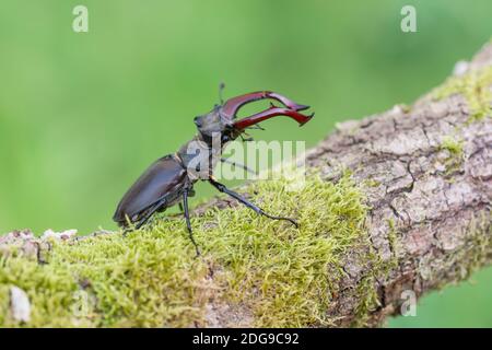 Maennlicher Hirschkaefer, Lucanus cervus, männlicher Hirschkäfer Stockfoto