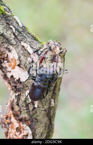 Maennlicher Hirschkaefer, Lucanus cervus, männlicher Hirschkäfer Stockfoto