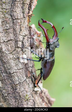 Maennlicher Hirschkaefer, Lucanus cervus, männlicher Hirschkäfer Stockfoto