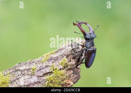 Maennlicher Hirschkaefer, Lucanus cervus, männlicher Hirschkäfer Stockfoto