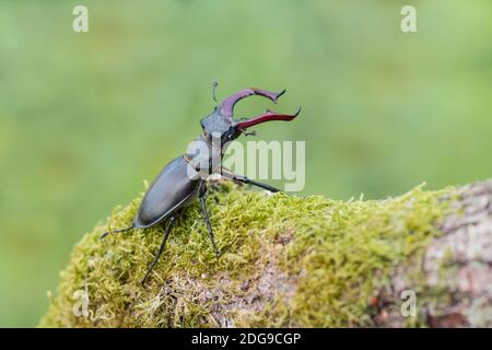 Maennlicher Hirschkaefer, Lucanus cervus, männlicher Hirschkäfer Stockfoto