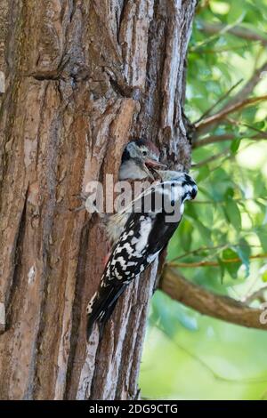 Mittelspecht, Dendrocopos medius, Mittelfleckspecht Stockfoto