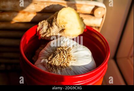 Frische Knoblauchzwiebel und Wurzelginger auf einem gespeichert Küchenfenster Stockfoto