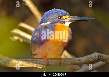 Azur Eisvogel, (Alcedo Azurea), bei Sonnenaufgang, Kakadua NP, Northern Territories, Australien, Azurfischer, Azur-Eisvogel, Stockfoto