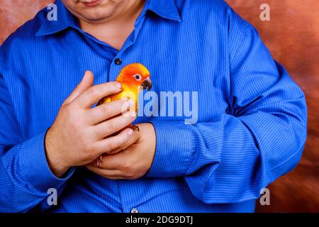 Auf einer Handfläche sitzend spielt der Mensch mit Papagei Stockfoto