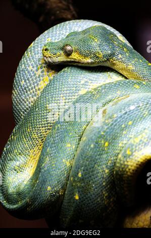Grüner Baumpython (Morelia viridis) Stockfoto