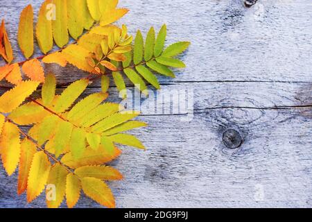 Orange Blätter der gelben Mountain Ash vor dem Hintergrund der Holzbretter Stockfoto