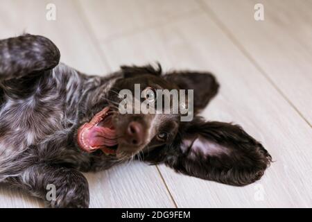 Russian Spaniel Welpe isoliert auf weißem Holzboden. Stockfoto