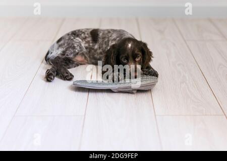 Russian Spaniel Welpe isoliert auf weißem Holzboden. Stockfoto
