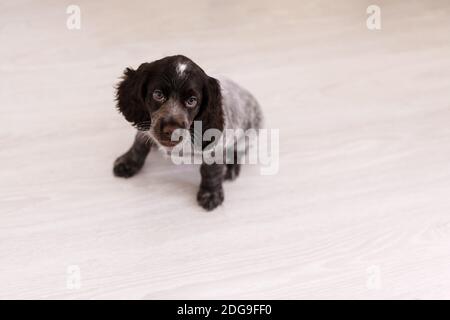Russian Spaniel Welpe isoliert auf weißem Holzboden. Stockfoto