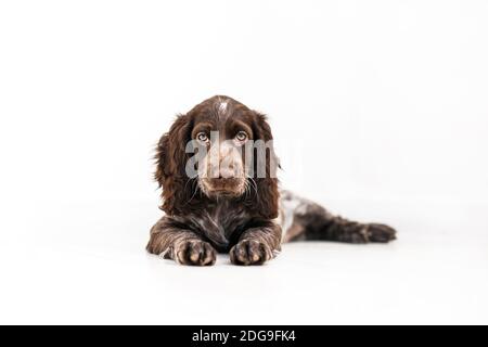 Russian Spaniel Welpe isoliert auf weißem Holzboden. Stockfoto