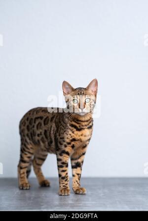 Junge bengalkatze, die vor dem Betonboden steht Weiße Wand, die auf die Kamera schaut Stockfoto