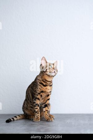 Junge bengalkatze, die vor dem auf Betonboden sitzt Weiße Wand schaut neugierig auf Stockfoto
