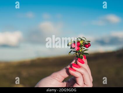 Das Mädchen hält ein Bouquet von roten Beeren von Preiselbeere Auf dem Hintergrund des blauen Himmels Stockfoto