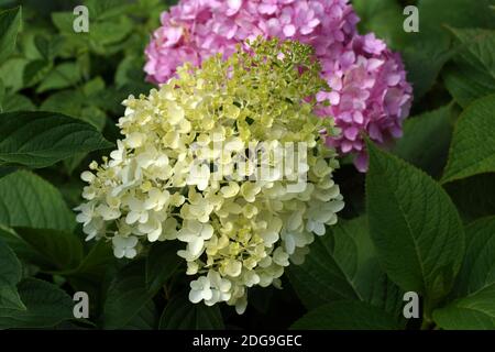 Hortensia paniculata Rosa Dame. Blumen im Garten im Freien. Im Hintergrund befindet sich eine rosa Blume der Hydrangea macrophylla. Stockfoto